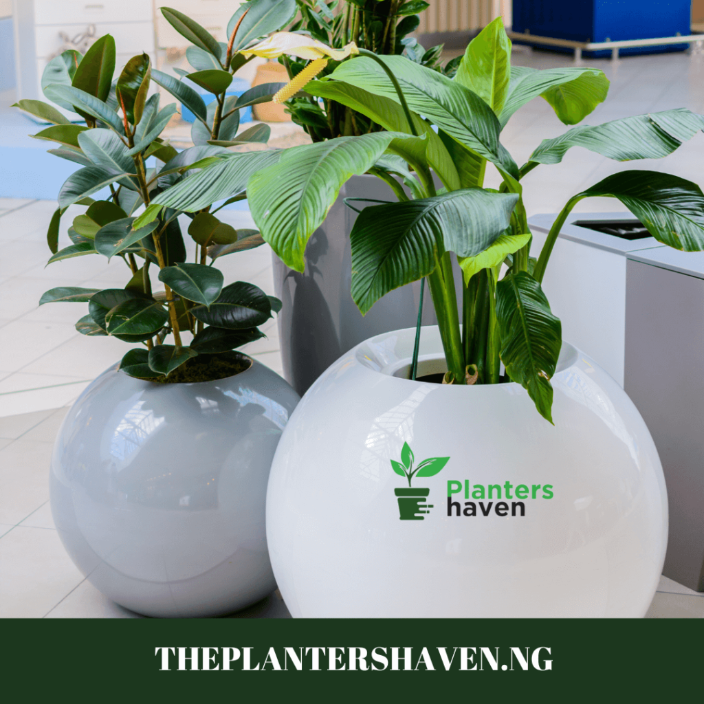 Where to find quality Fiberglass Pots & Planters in Nigeria: The Planters Haven