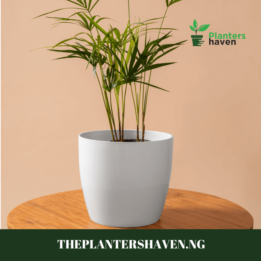 Supporting Local Businesses: Why Choose Planters Haven for Your Fiberglass Needs